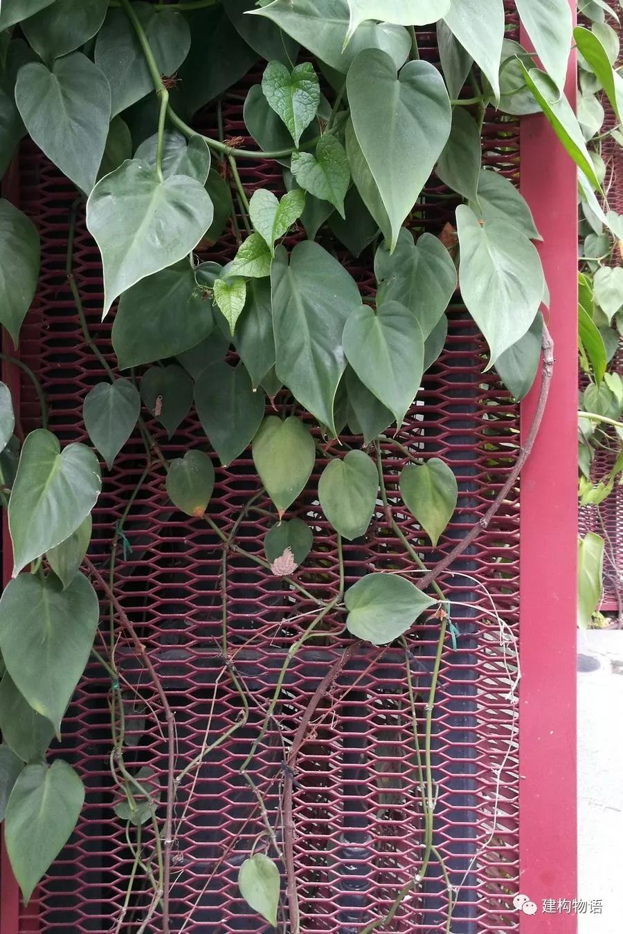 以红色金属拉伸板网形成的建筑表皮更为适合攀爬植物。.jpg